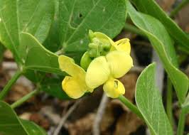 Image result for Vigna hosei