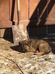 If you do not have experience working with dogs, enroll in obedience. Boxer German Shepherd Dog Mix Puppy For Sale In Hillsborough Nc Adn 59990 On Puppyfinder Com Gender M Puppies For Sale Shepherd Dog Mix German Shepherd Dogs