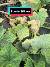 Image result for mildew on cucumbers