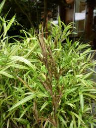 One grower recommends cutting the clump to the ground in spring every other year to maintain a. Bambooweb Pleioblastus Shibuyanus Tsuboi Photos And Information Pg3