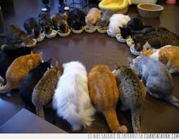 Naruto, ni ninguno de sus personajes me pertenecen. Cuanta Fauna La Hora De Comer En La Casa De La Loca De Los Gatos