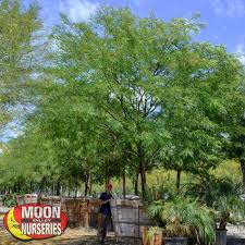 This tree features attractive bark and accepts lawn conditions. Moon Valley Nurseries Growest Nursery Chinese Elm True Green Fast Growing Tree Landscape Architect