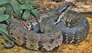 Learn To Recognize Venomous Snakes Poisonous Snakes Snake Snake Venom