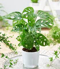 We did not find results for: Monstera Monkey Leaf 1a Zimmerpflanzen Baldur Garten