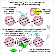 Dynamic Exchange at Regulatory Elements during Chromatin Remodeling  Underlies Assisted Loading Mechanism: Cell