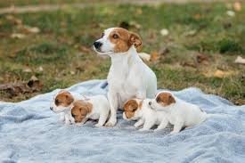 Cute Jack Russell Terrier puppies ...