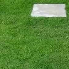 Jual beli online aman dan nyaman hanya di tokopedia. Jual Rumput Jepang Rumput Taman Kab Bogor Benih Flora Tokopedia