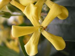 Image result for Hymenosporum flavum