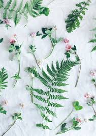 Maybe you would like to learn more about one of these? Call Me Cupcake Vanilla Bean Cake Love Flowers Plants Flowers Photography