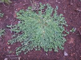 Image result for Corrigiola