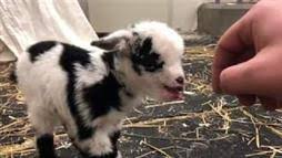 Descubrí la mejor forma de comprar online. Los Bebes Que Viven Con Perros O Gatos Tienen Menos Alergias A Las Mascotas