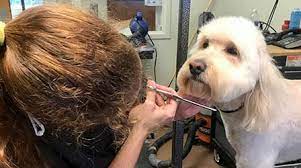 Cat And Dog Grooming In Raleigh Nc Bowman Animal Hospital Cat Clinic Bark pet grooming is a pet spa by appointment only, serving the greater raleigh area since 2003. cat and dog grooming in raleigh nc