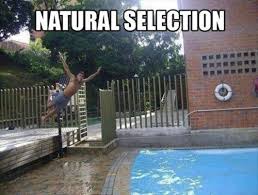 They recognize individuals who have supposedly contributed to human evolution by selecting themselves out of the gene pool by dying or becoming sterilized via their own actions. Darwin Awards The Stephenking Com Message Board