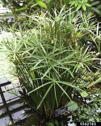 Image result for Cyperus tenax