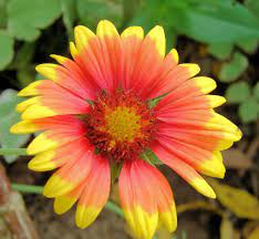 Red Orange And Yellow Aster My Favorite Flower In The World Flowers Orange Garden