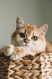 Image result for adorable cat