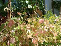 Der pflanzenexperte klärt sie über diese fragen umfassend auf. Sommer Aussaat Im Balkon Garten Gemuse Krauter Und Blumen
