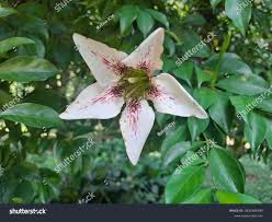 Image result for Rothmannia longiflora
