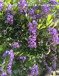 Check spelling or type a new query. Grape Scented Explosion Of Texas Mountain Laurels Digging