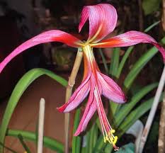 Image result for Sprekelia