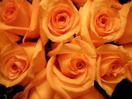Used to signify a meeting place where no violence could take place What Do Flower Colors Mean In Relationships Pairedlife