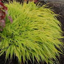 Moderate water needs once established. Hakonechloa Macra Allgold J Parker Dutch Bulbs