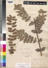 Image result for Ancylobothrys scandens