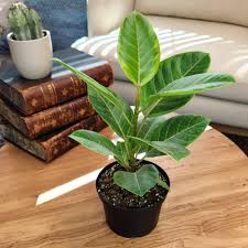 Image result for Ficus variifolia