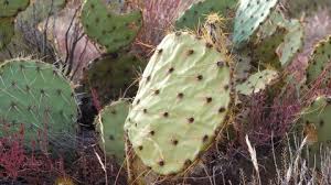It goes by a variety of common names, including cow's tongue cactus, cow tongue prickly pear, desert prickly pear, discus prickly pear, engelmann's prickly pear. Opuntia Engelmannii Stock Video Footage 4k And Hd Video Clips Shutterstock