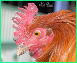 Check spelling or type a new query. 22 Macam Jenis Penyakit Pada Ayam Dan Cara Mengobatinya Ekor9 Com Ekor9 Com