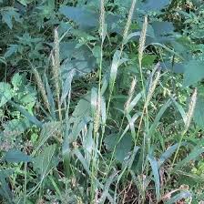 Image result for Vepris rogersii