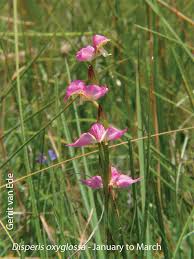 Image result for Disperis