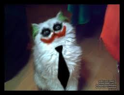 Joker Kedi Cok Sirin Hayvanlar Sevimli Kediler Ve Komik Hayvan Fotograflari