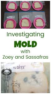 Growing And Preventing Mold A Science Experiment For Kids Science Experiments Kids Science Activities For Kids Science For Kids