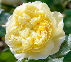 Red usually stands for love, while yellow signifies friendship. 7 Gorgeous Flowers For Friendship Day The English Garden