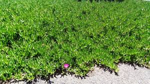 Image result for Carpobrotus