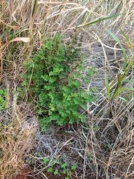 Image result for Sinopteridaceae