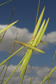 Image result for Periploca