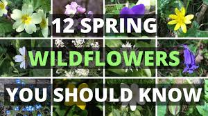 To determine plant hardiness for your indiana climate zones, check the map above for the approximate locality in which you live. 12 Spring Wildflowers You Should Know Youtube