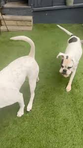 Profile for Malvern Fabdogs