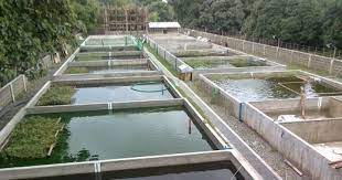 Proses pembuatan kolam beton yang benar. Cara Praktis Membuat Kolam Ikan Nila Ikan Nila