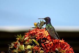 Check out top brands on ebay. Hummingbird Plants Attract Birds Especially If Wildflowers