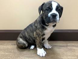 Those diets are also available in cans which could be used to give rx dr. Victorian Bulldog Puppies Petland Beavercreek Oh