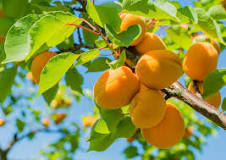 Fruit | Definition, Description, Types, Examples, & Facts ...