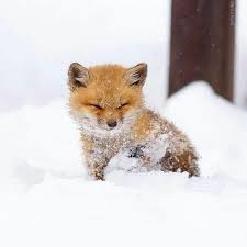 De passie van het verzamelen en het elke dag genieten van de mooie dingen om mij heen gun ik iedereen die. 65 Baby Animals That Can Fill Your Heart With Joy Baby Animals Pictures Baby Animals Funny Cute Animals