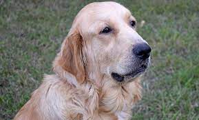 Golden retriever english cream puppies ready for their new homes! Golden Retriever Puppy For Sale Adoption Rescue For Sale In Salem Oregon Classified Americanlisted Com