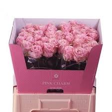 The avalanche+®is known worldwide as the ''queen of the roses'' since 1999. Rose Pink Avalanche 50cm Wholesale Flowers Florist Supplies Uk