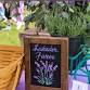 UBC @ The Michigan Lavender Festival
