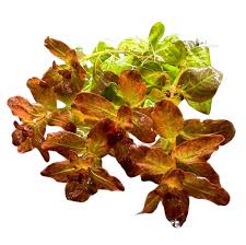Image result for Ludwigia senegalensis