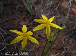 Image result for Hypoxis angustifolia